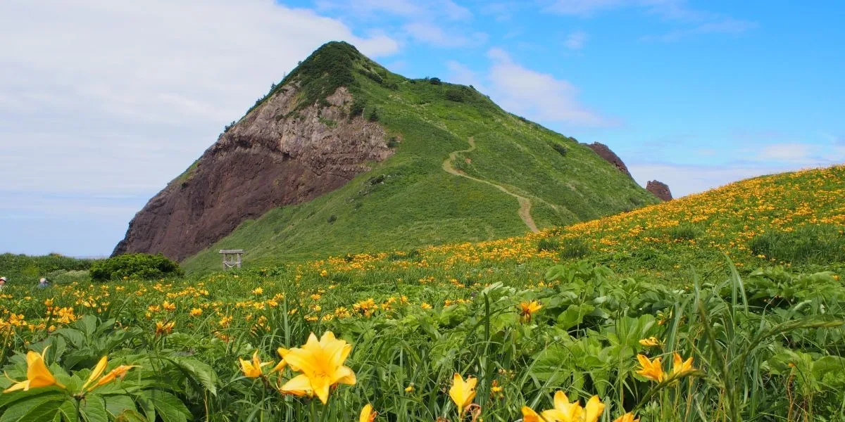 Tobishima Liquorice Flowers at Onogame