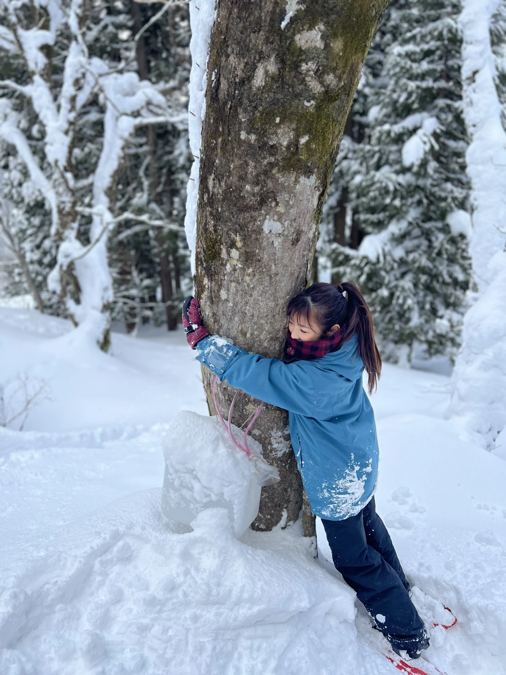 Maple Syrup Harvest Tour