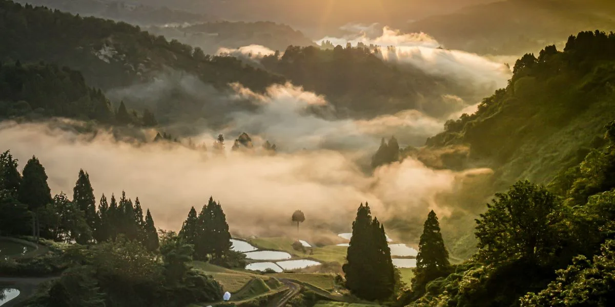 Niigata , the birthplace of a multicolored carp, NISHIKIGOI, a swimming jewel