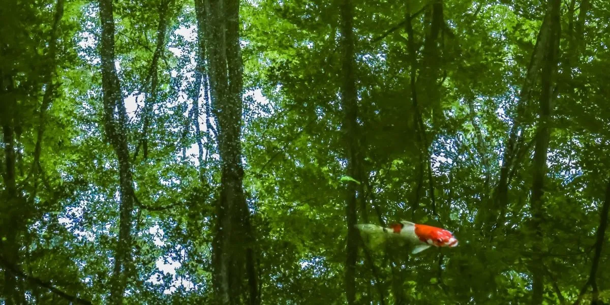 The carp later changed color due to mutation, and Beginning of Breeder .Their continued strenuous efforts helped NISHIKIGOI become a global business.