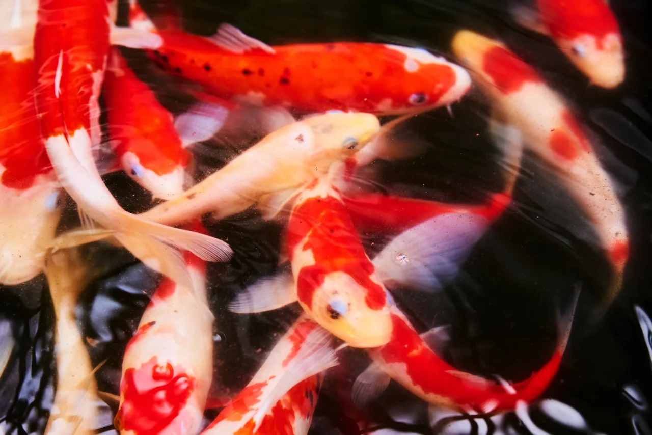 “THE CARP OF NIIGATA, NISHIKIGOI, HAS CAPTURED THE ATTENTION OF An OVERSEAS MILLIONAIRE. WHY?”