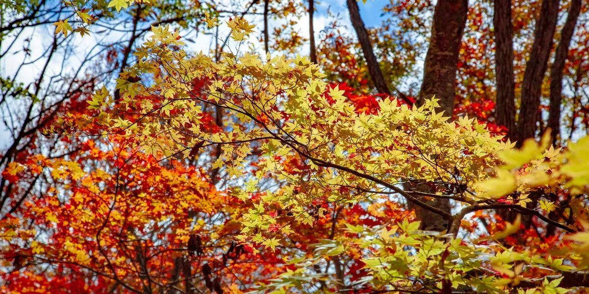Mesmerising Myoko: The beauty of the four seasons (By Sai Shidhaye)