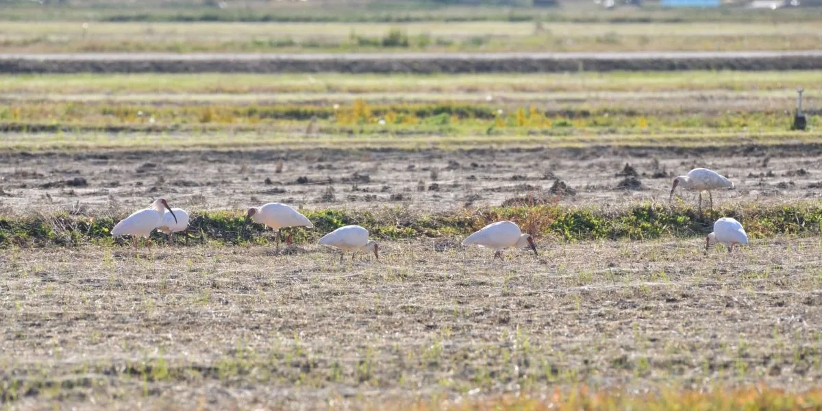 Sado sake and sea views