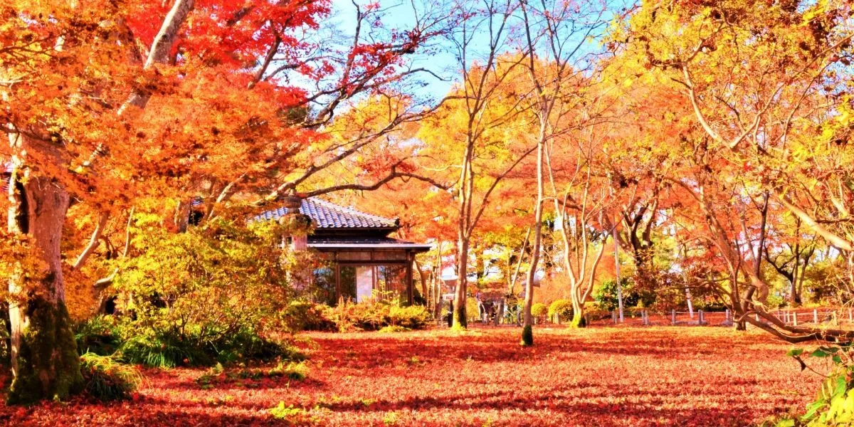 Marvel at the 150-Year-Old Trees at the Historical Momijien Maple Garden
