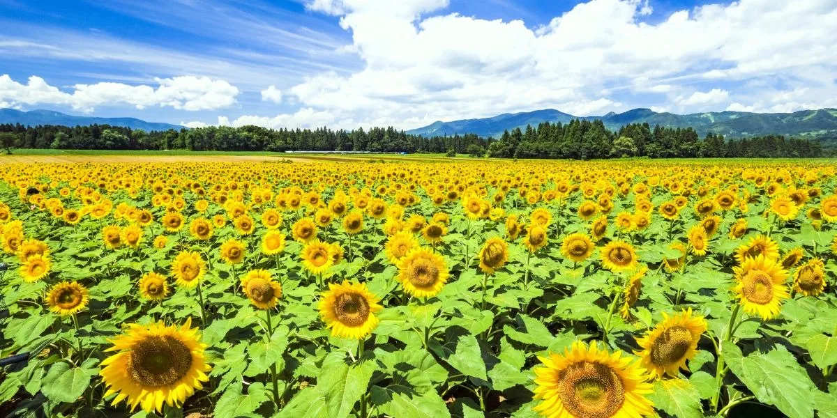 See 500,000 Sunflowers Bloom at the Tsunan Sunflower Field