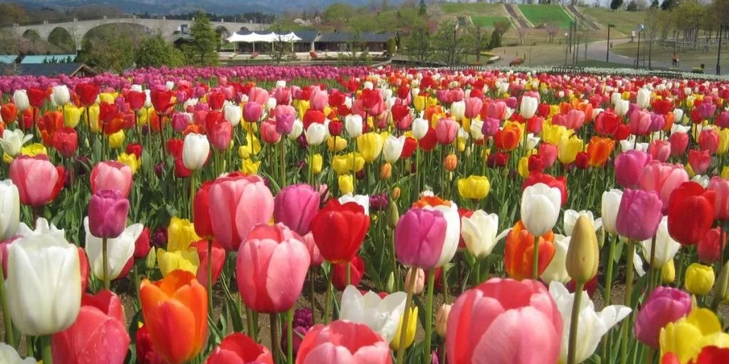 Take in the Sight of 180,000 Tulips in Full Bloom at Echigo Hillside Park!