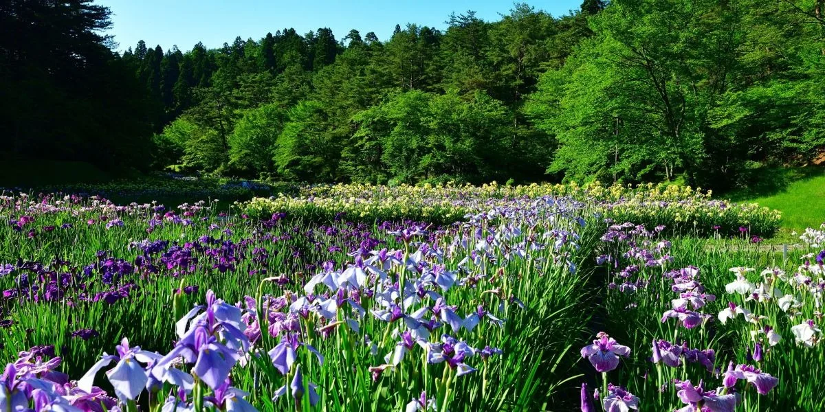 Come See the 600,000 Irises of Ijimino Park!
