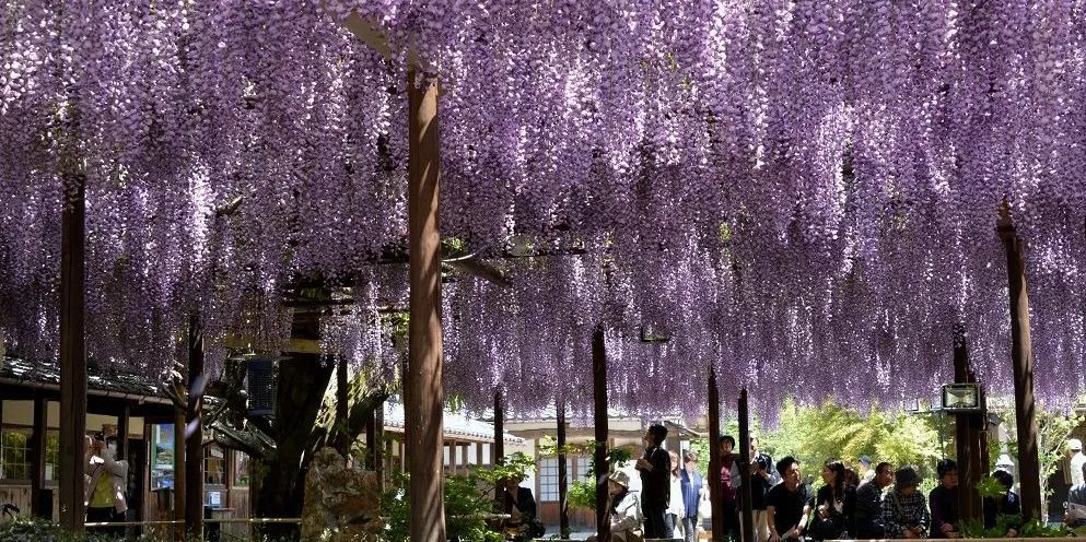Witness the Impressive 150-Year-Old Great Wisteria of the Northern Culture Museum and Ito Estate!