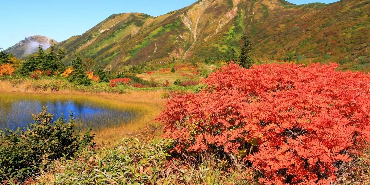 Sky-High Paradise! Autumn Foliage Trekking at Koya Pond on Mt. Hiuchi
