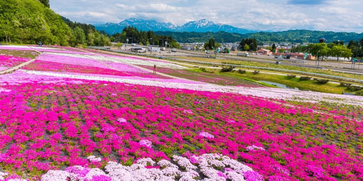 Visit Negoya to Admire a Carpet of 200,000 Moss Pink Flowers in the Spring!