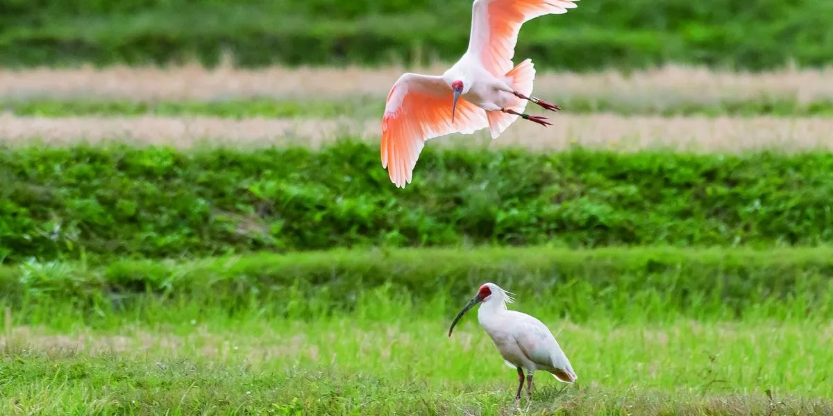 Sado Island's Satoyama Landscape - Where Terraced Rice Fields and Crested Ibis Coexist