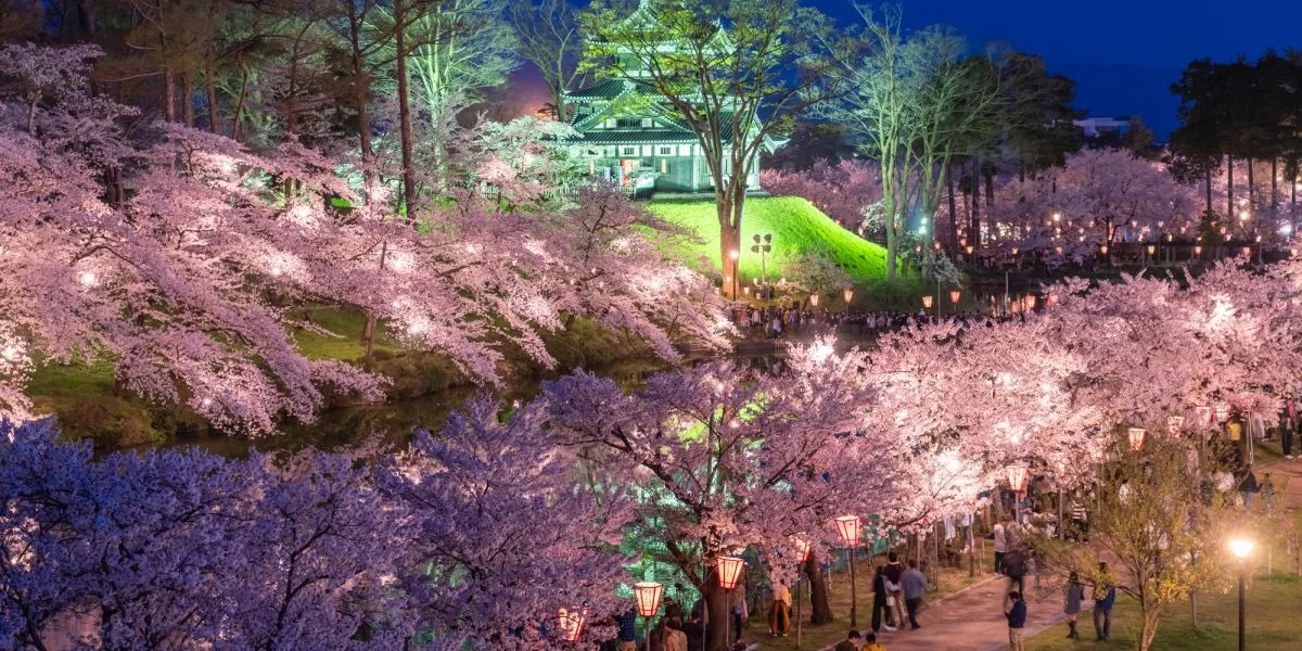 Late March - Mid-April: Takada Castle Site Park Cherry Blossom Viewing Party (Joetsu City)