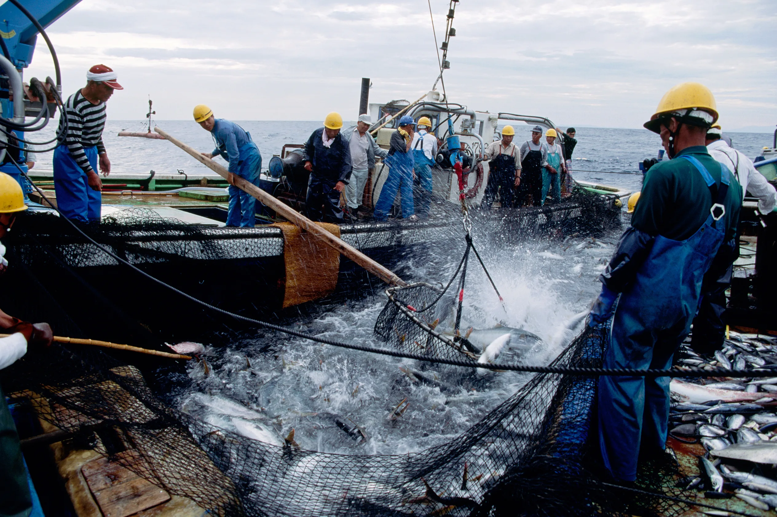 Diverse marine life and abundant seafood created by Earth's movements