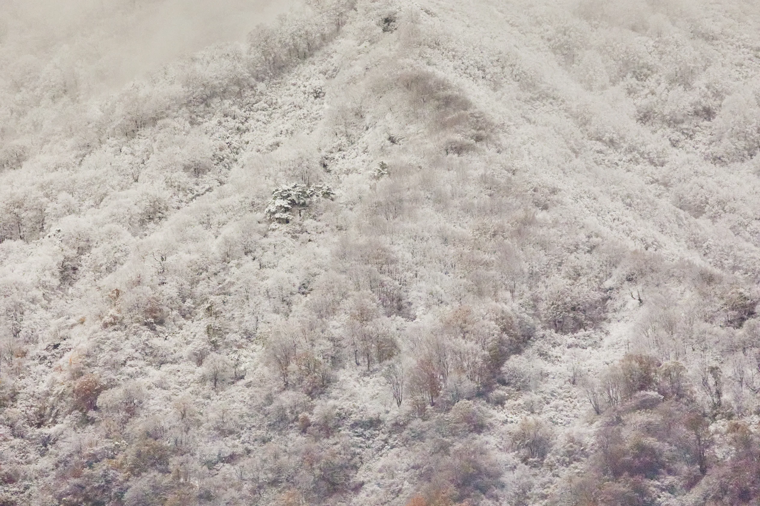 Abundant snows generated by titanic mountain fortresses