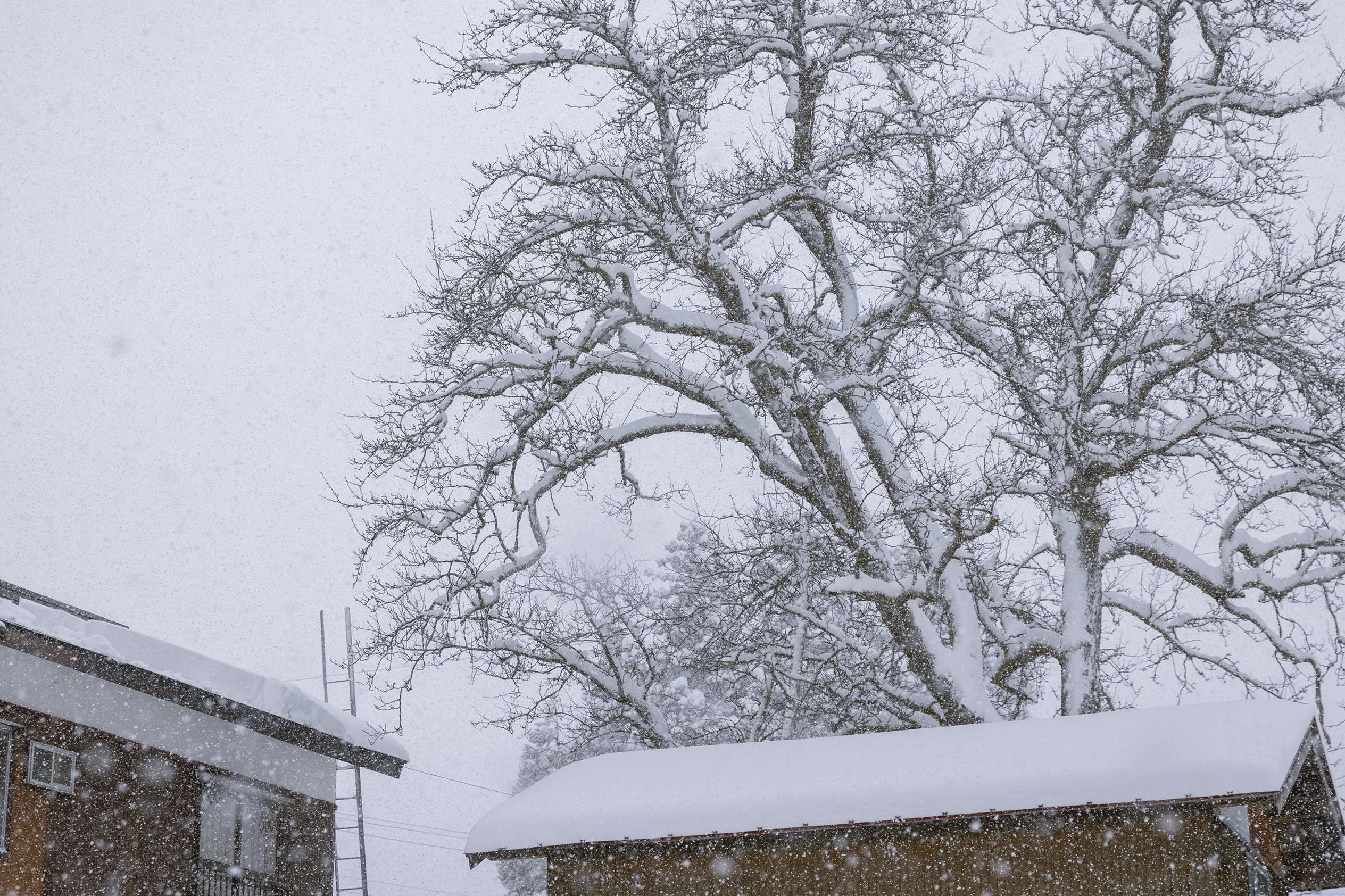 An existence defined by snow