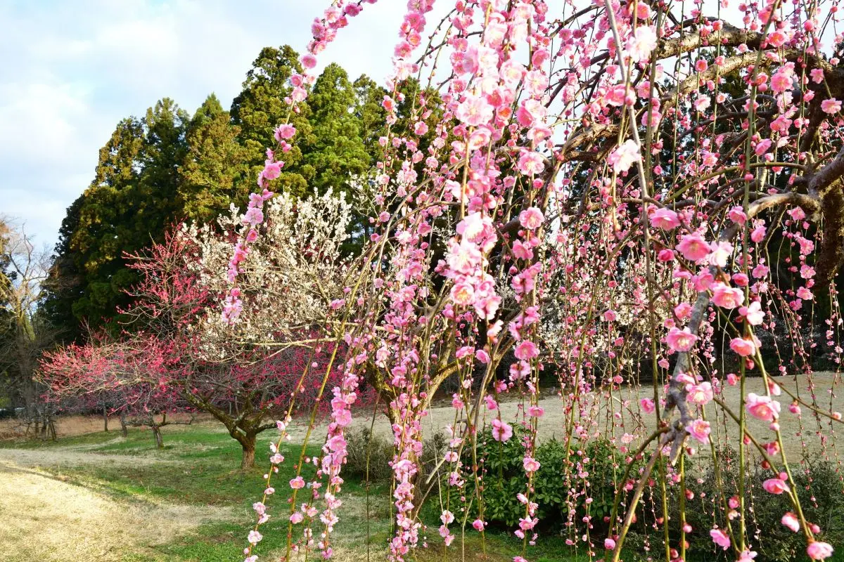 Tagami Plum Park