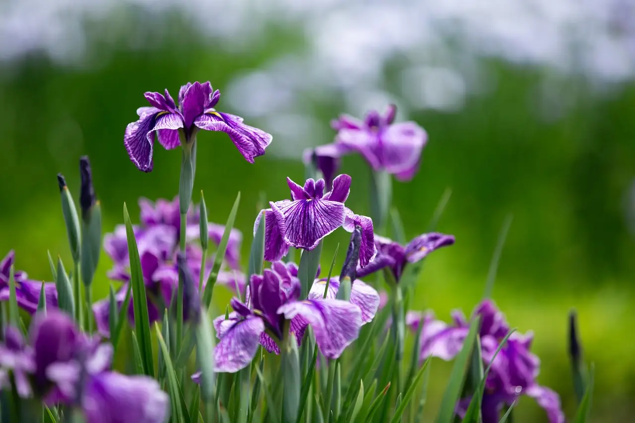 Lake Hyoko Iris Garden