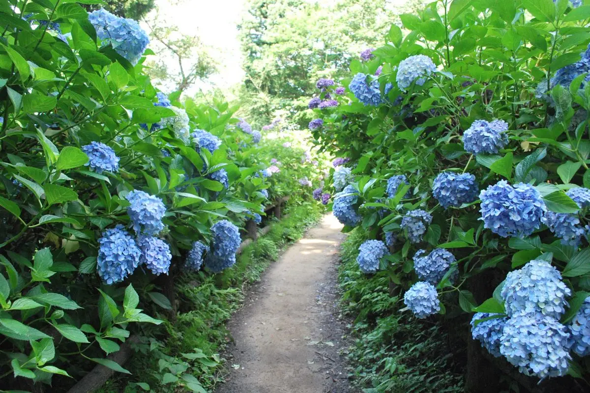 Gomado-yama Hydrangea Garden