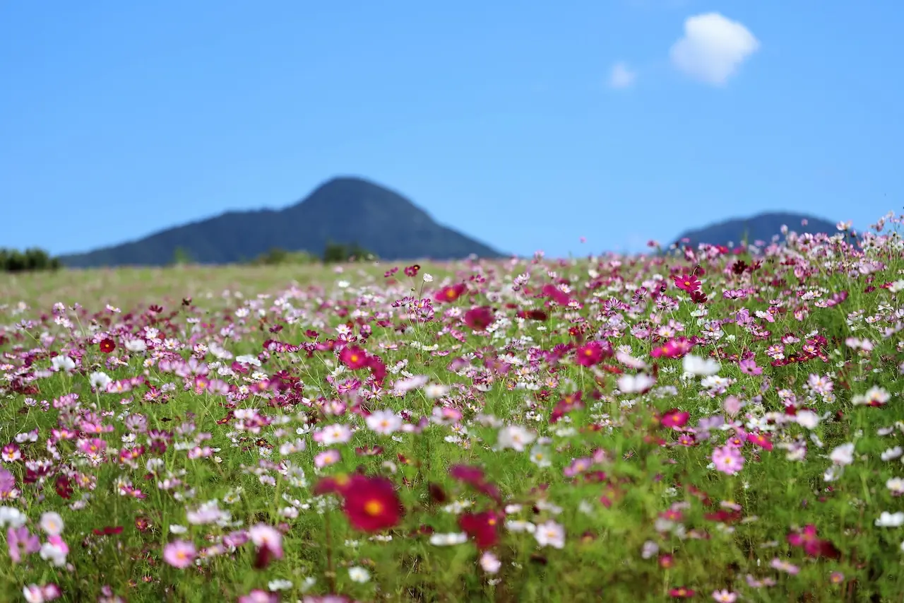 Uwappara Cosmos Park