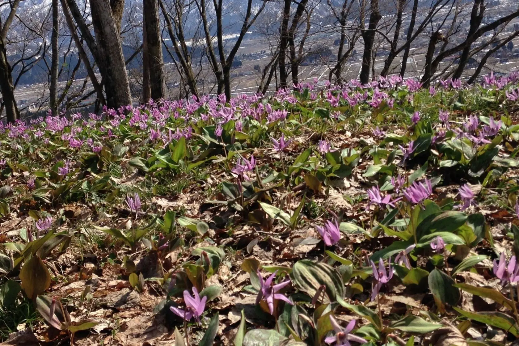 Rokumangiyama (Mount Rokumangi)