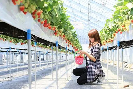”Yuzawa Ichigo-mura” Strawberry picking