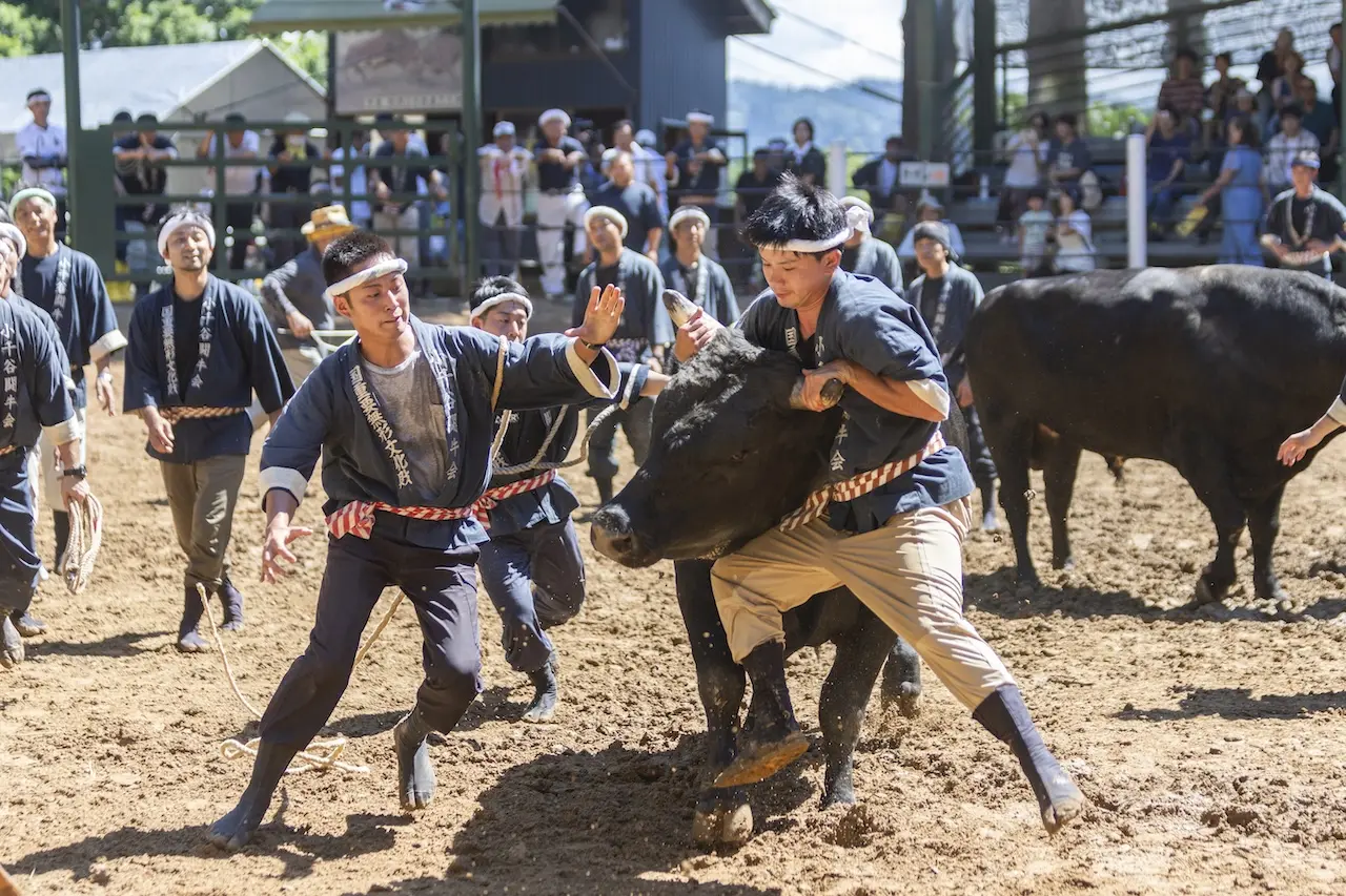 Bull Fighting (Ojiya, Yamakoshi)