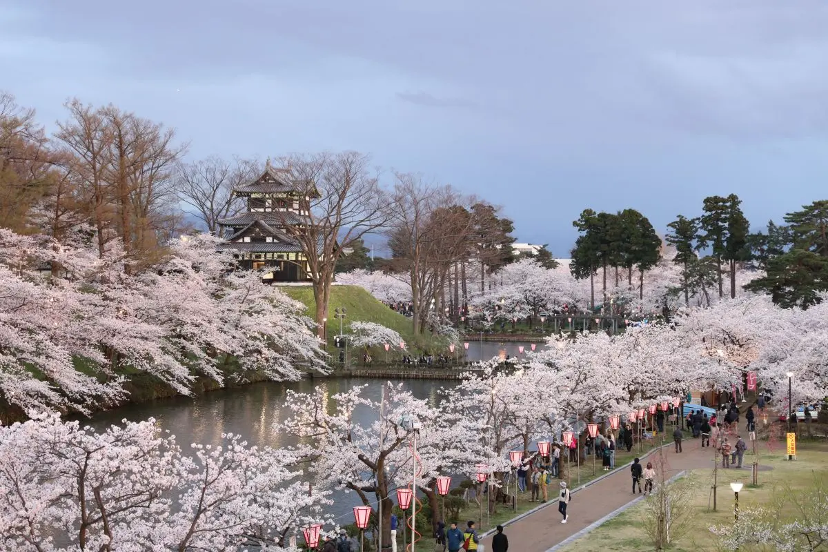 Takada Castle Site Park Cherry Blossom Festival
