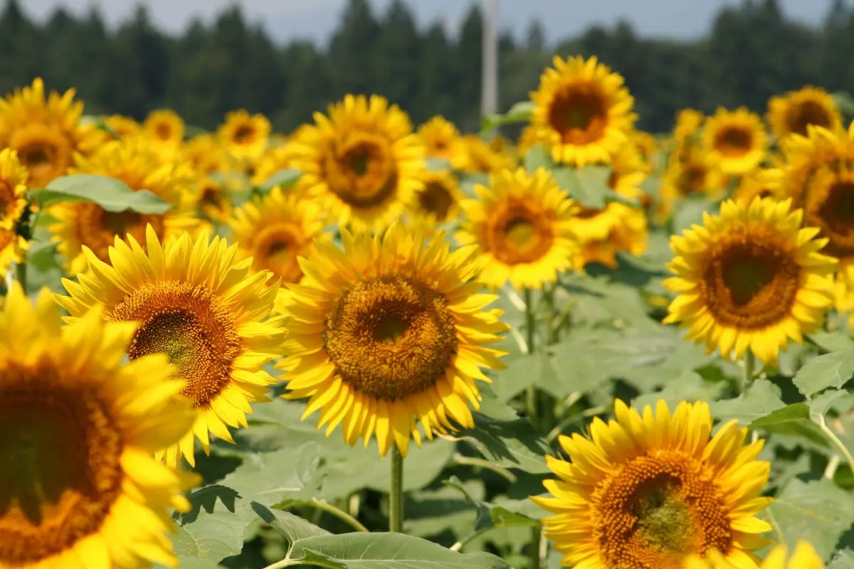 Tsunan Sunflower Field