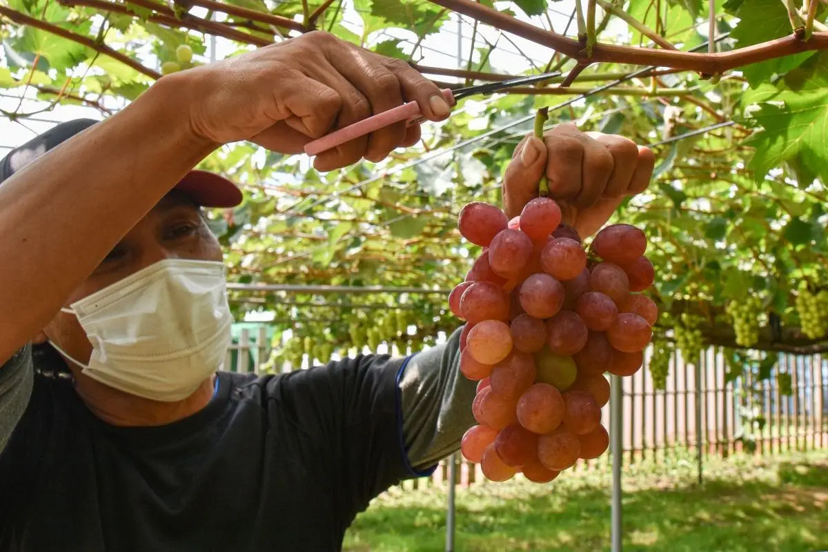 Fruit Dome Yamada Farm