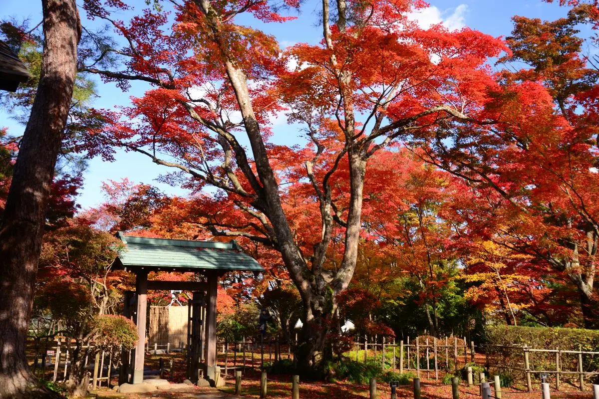 Momijien Maple Garden