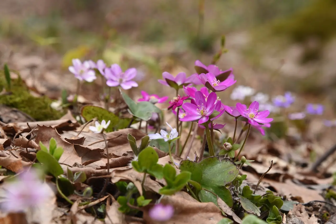 Echigo Hillside Park