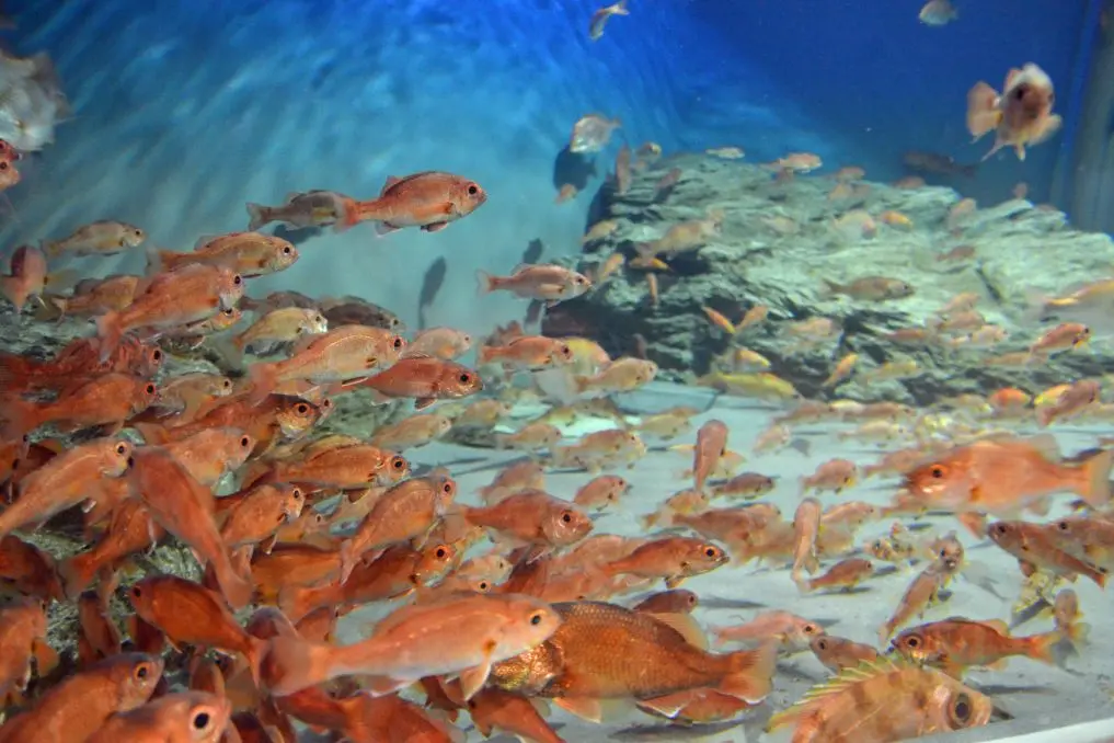Marinepia Nihonkai – Niigata City Aquarium