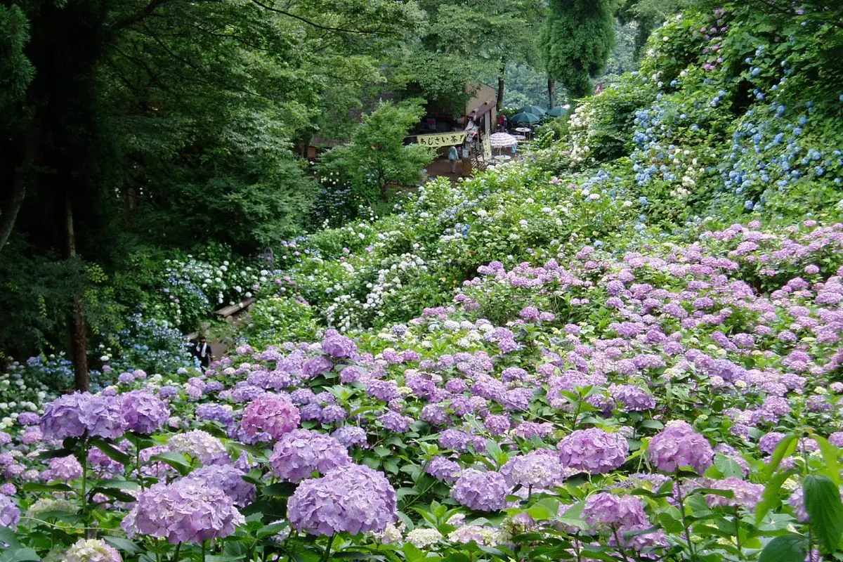 Gomado-yama Hydrangea Garden