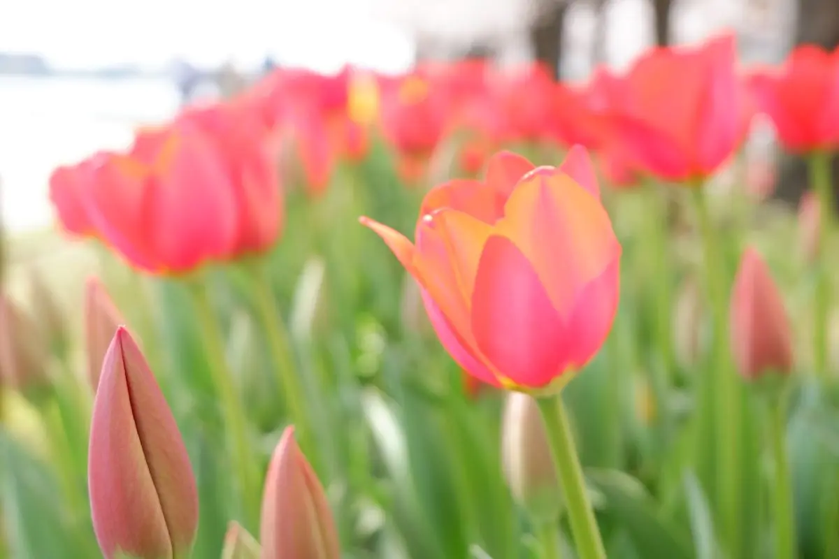 Yasuragitei Embankment