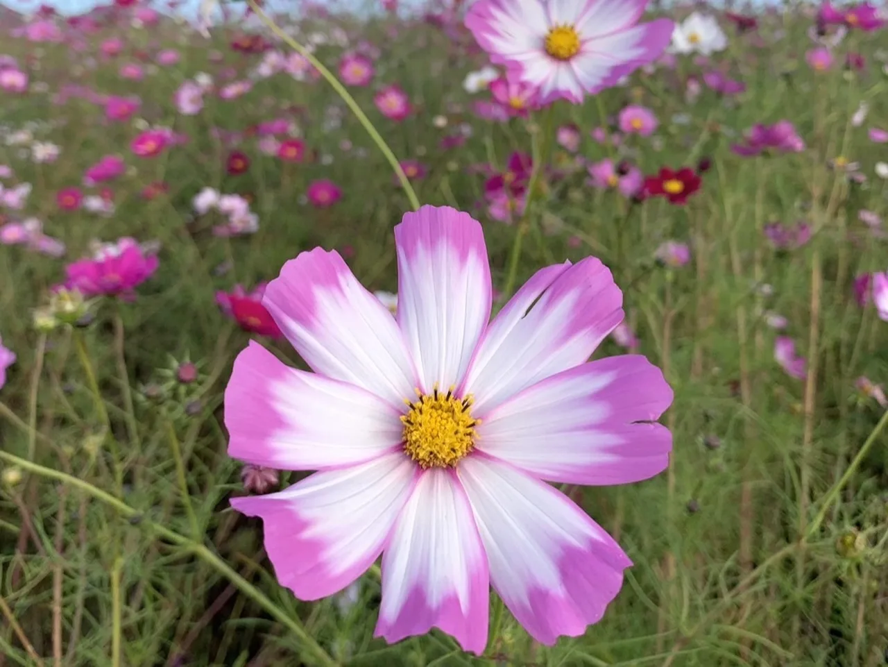 Uwappara Cosmos Park