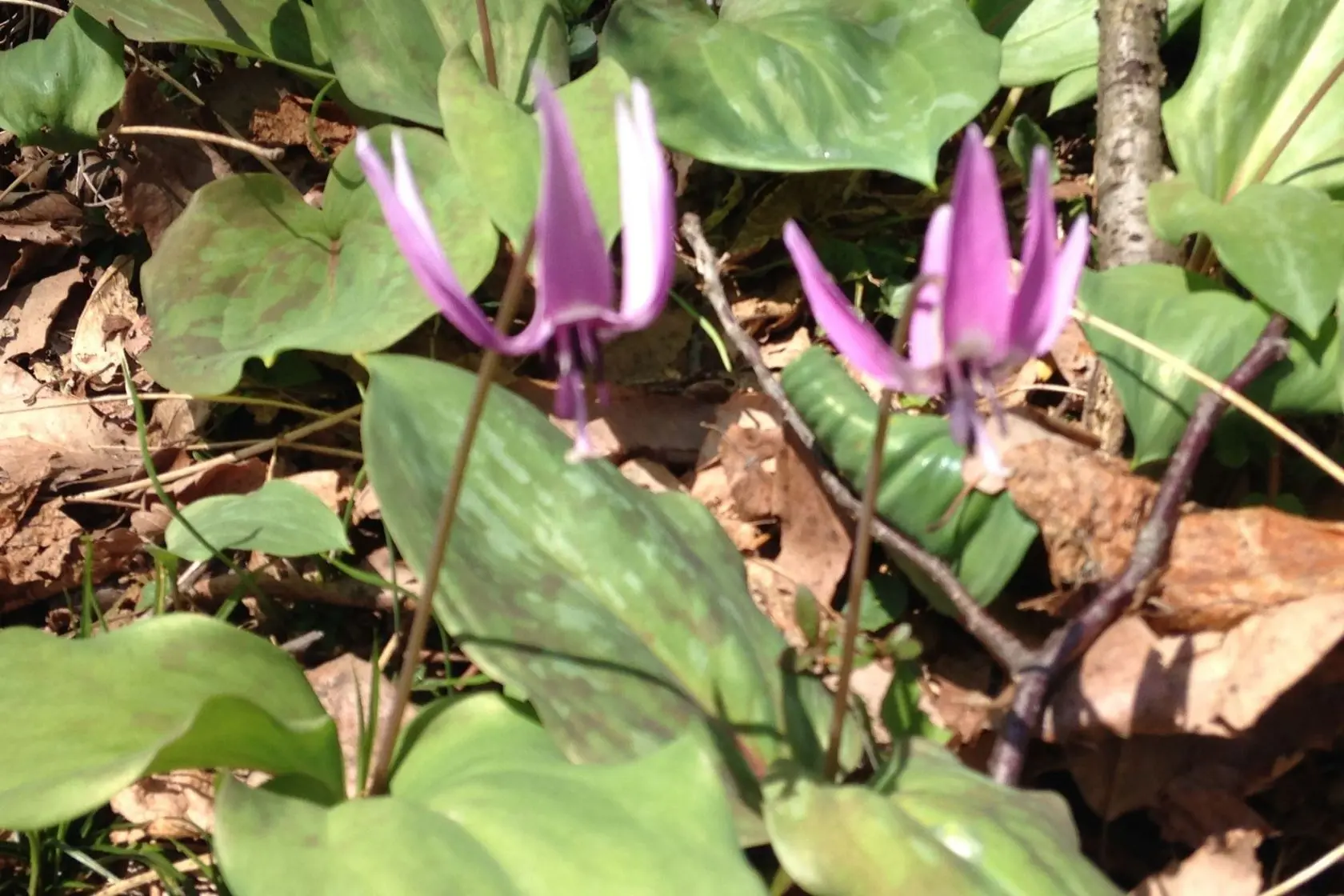 Rokumangiyama (Mount Rokumangi)