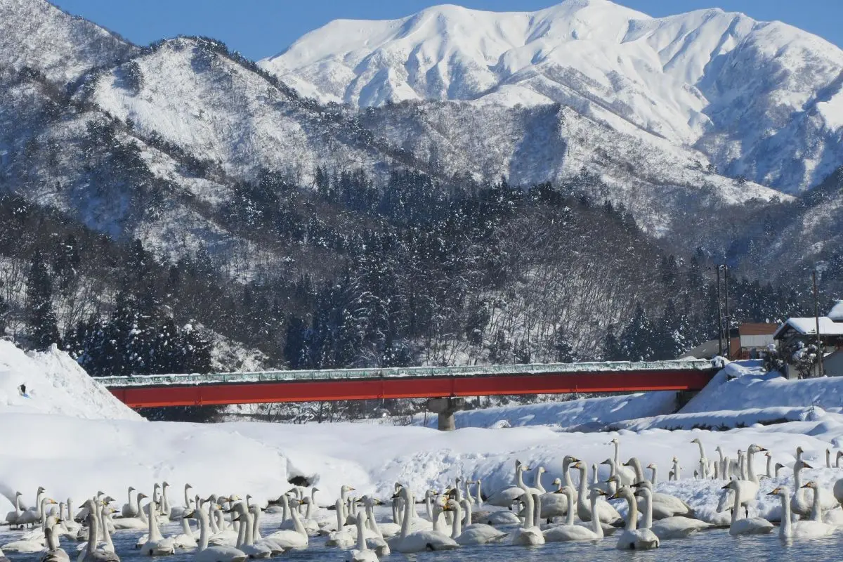 Village of Swan Park