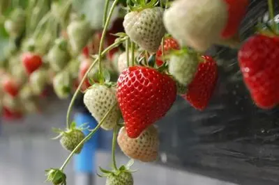 ”Yuzawa Ichigo-mura” Strawberry picking