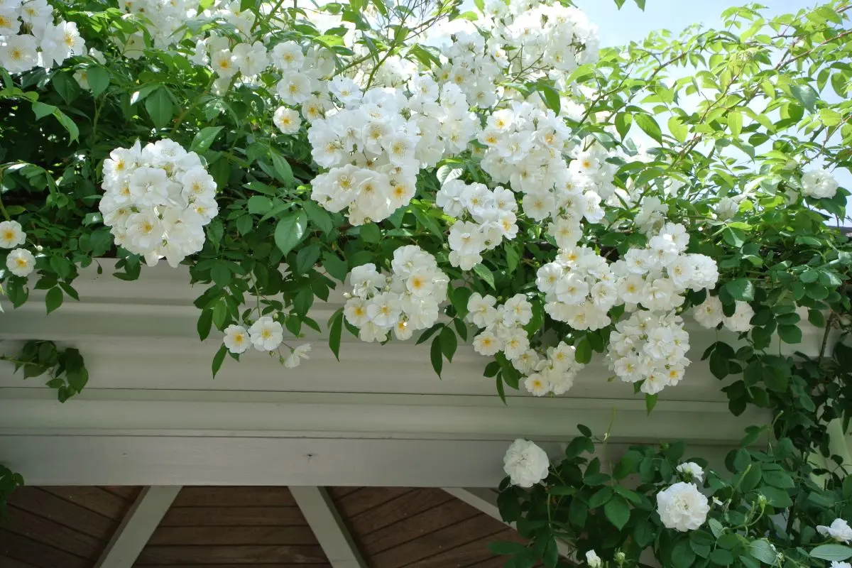 Mitsuke English Garden