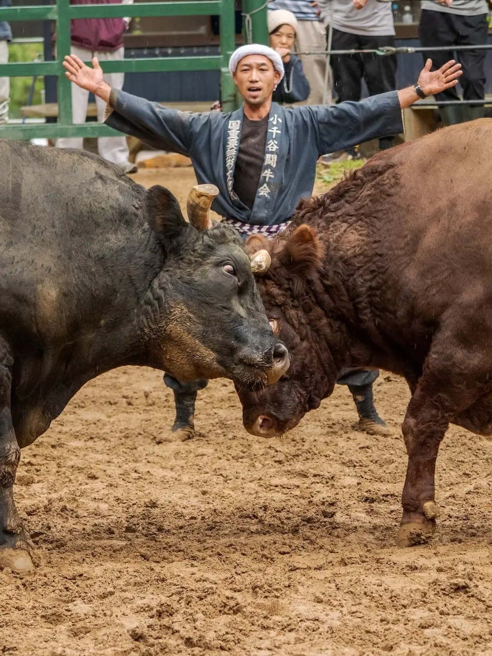 Bull Fighting (Ojiya, Yamakoshi)