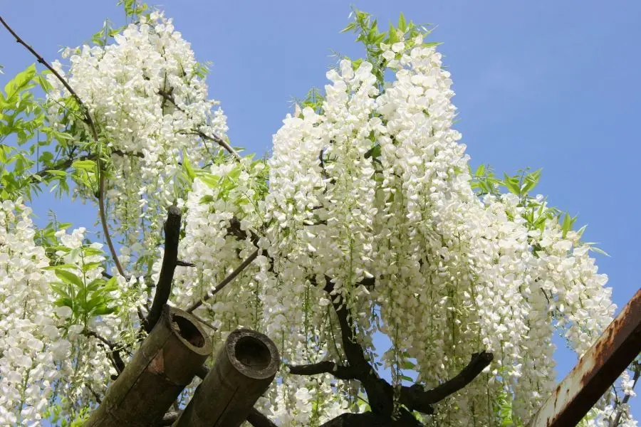The Great White Wisteria of Hachioji