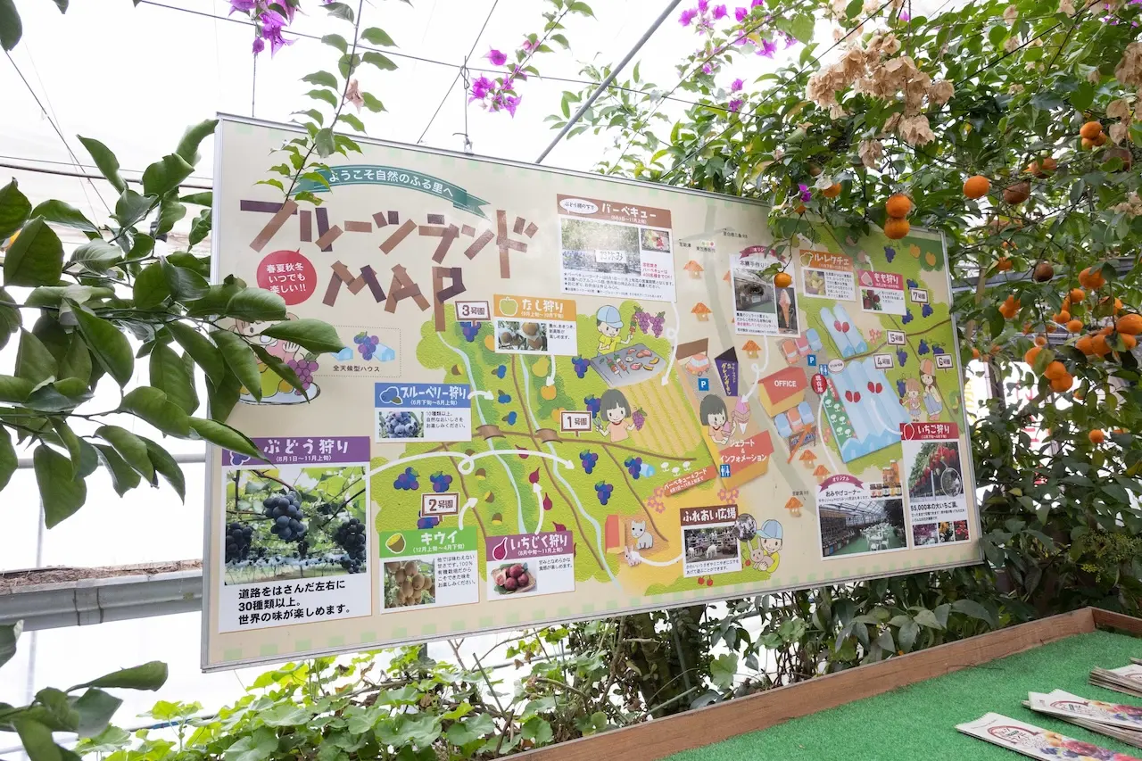 Fruit Garden Shirone Grapes Garden