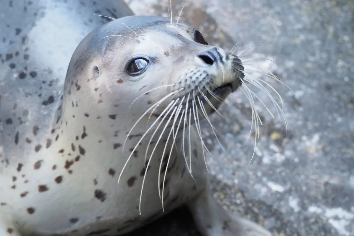 Joetsu Aquarium Umigatari