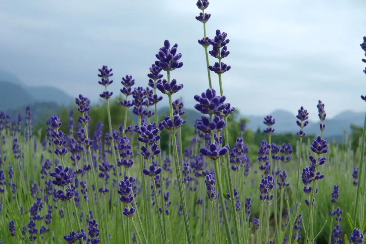 Ashizawa Herbal Park (herb garden)