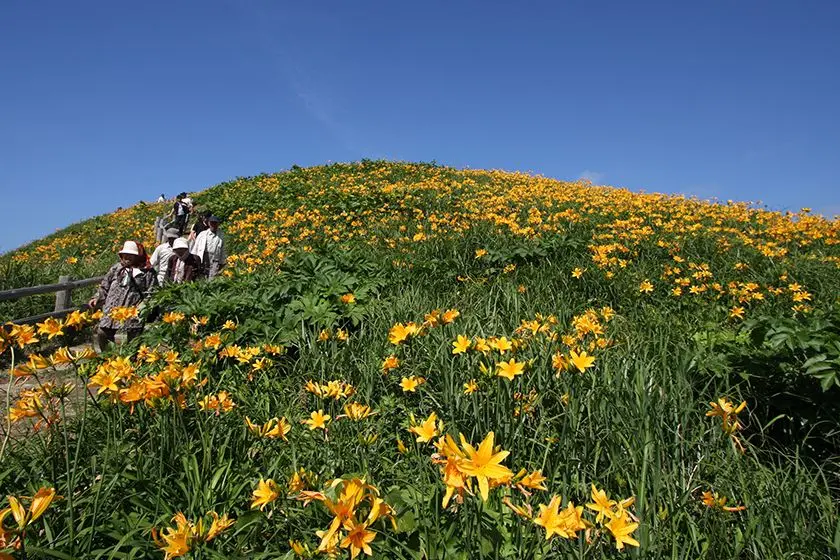 Tobishima Liquorice Flowers at Onogame