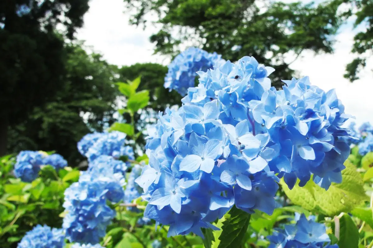 Gomado-yama Hydrangea Garden