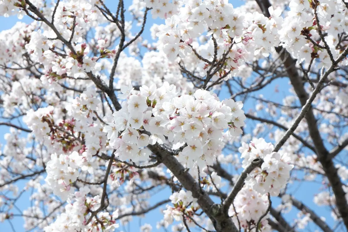 Yasuragitei Embankment