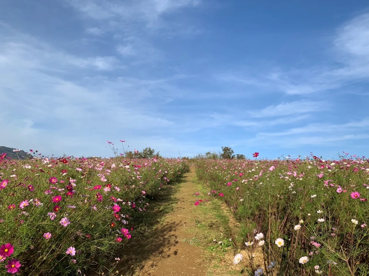 Uwappara Cosmos Park