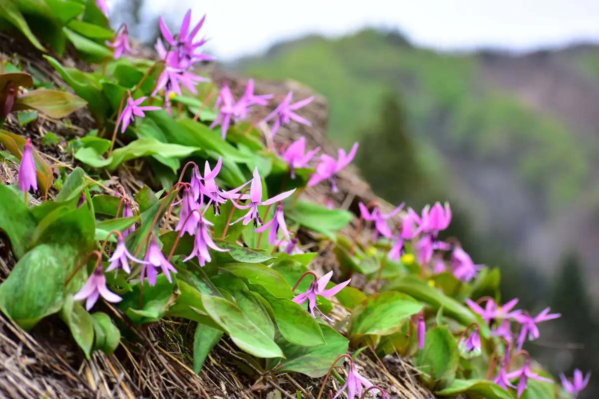 Oyu Onsen (Yunotani Hot Spring Area)