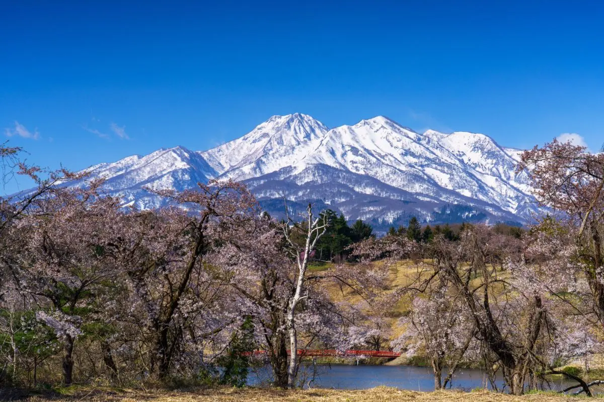 Cherry Blossoms around Matsugamine and Mt. Myoko